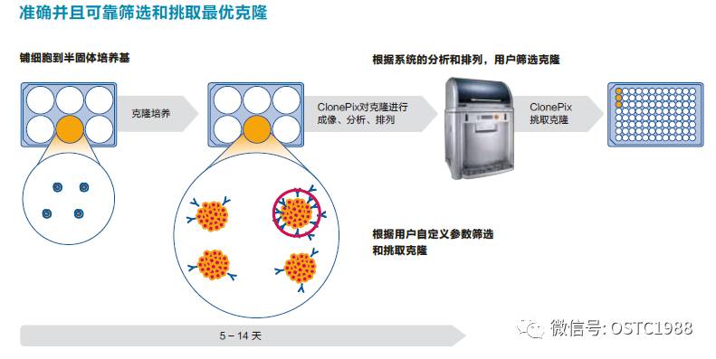 冰染染料的特點,冰染染料的特點及高效分析說明——書版48.24.20,快速落實方案響應_GT75.29.45